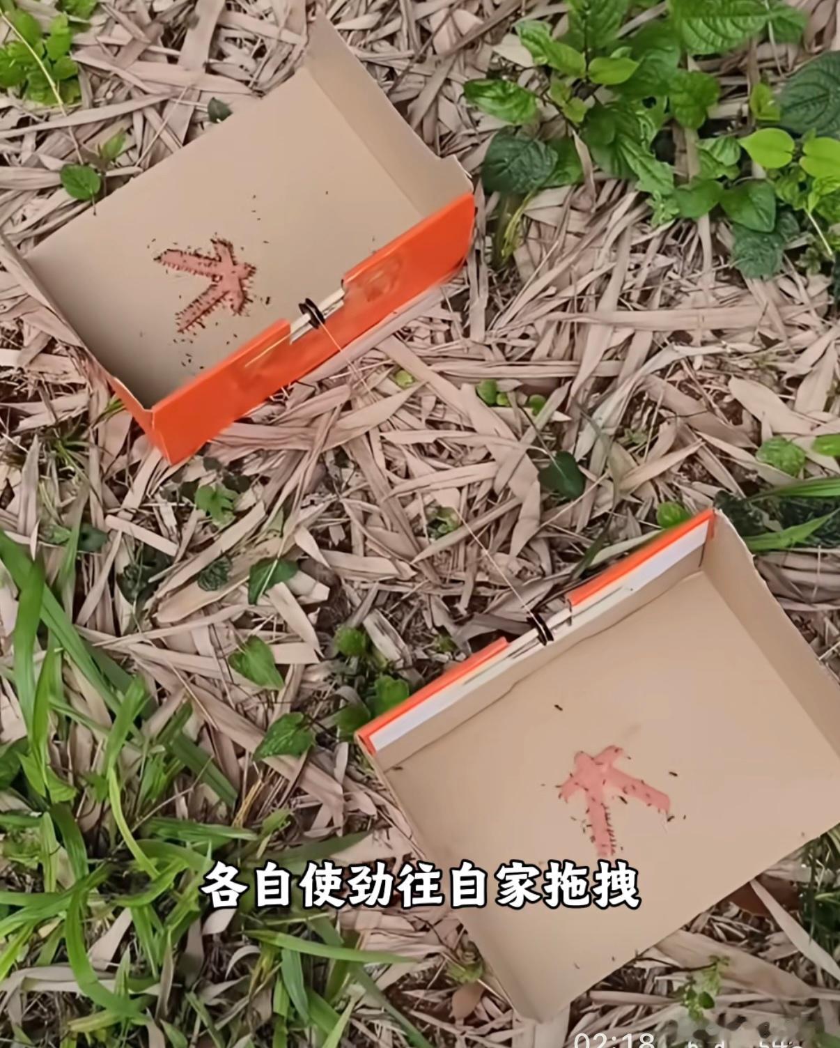 现在的视频博主太无聊了，折腾蚂蚁，让两拨蚂蚁拔河，太缺德了[嘻嘻] ​​​