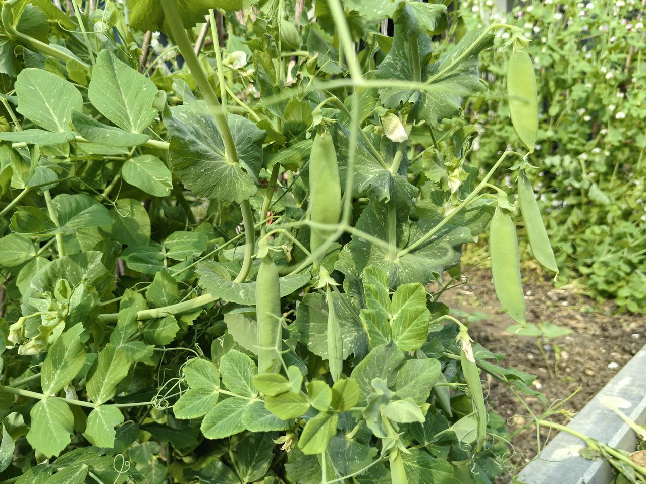 孩子回家说不想上学了，不是很正常吗？

大龙是我老公的老同学兼好朋友，过年的时候