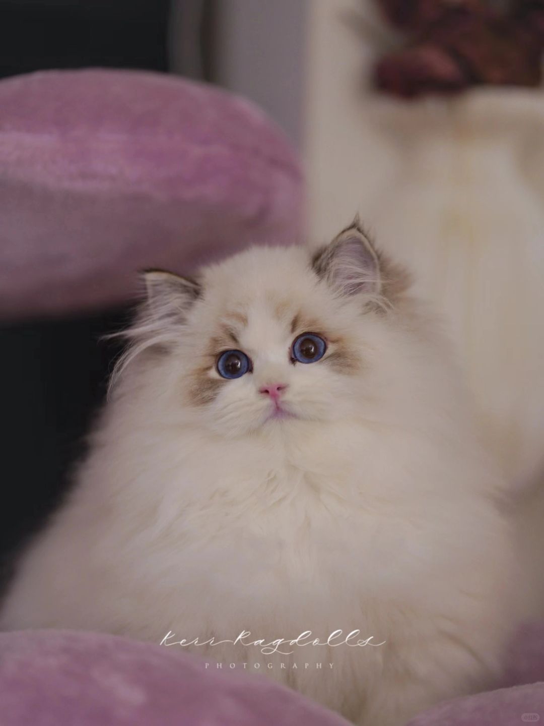 KERR布偶猫｜乖宝宝🍼想贴贴