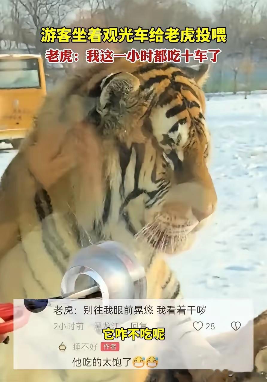 “老虎：这届投喂的不懂事！”黑龙江一女子逛东北虎林园买牛肉投喂，老虎扭头就走，网