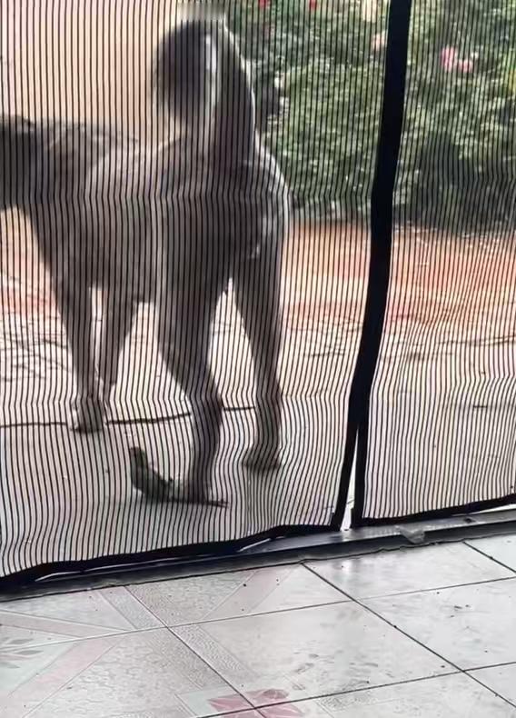 狗狗看似不经意实则是故意小家伙行事颇有章法，步步试探拿捏分寸，模样好似深谙行事谋