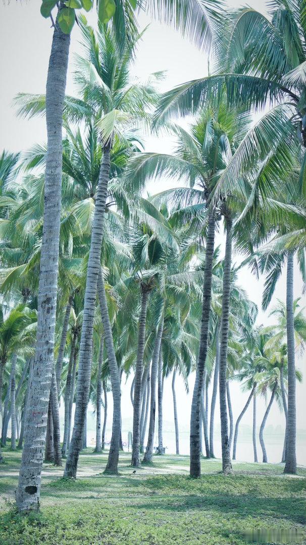 椰梦长廊🥥 三亚·椰梦长廊