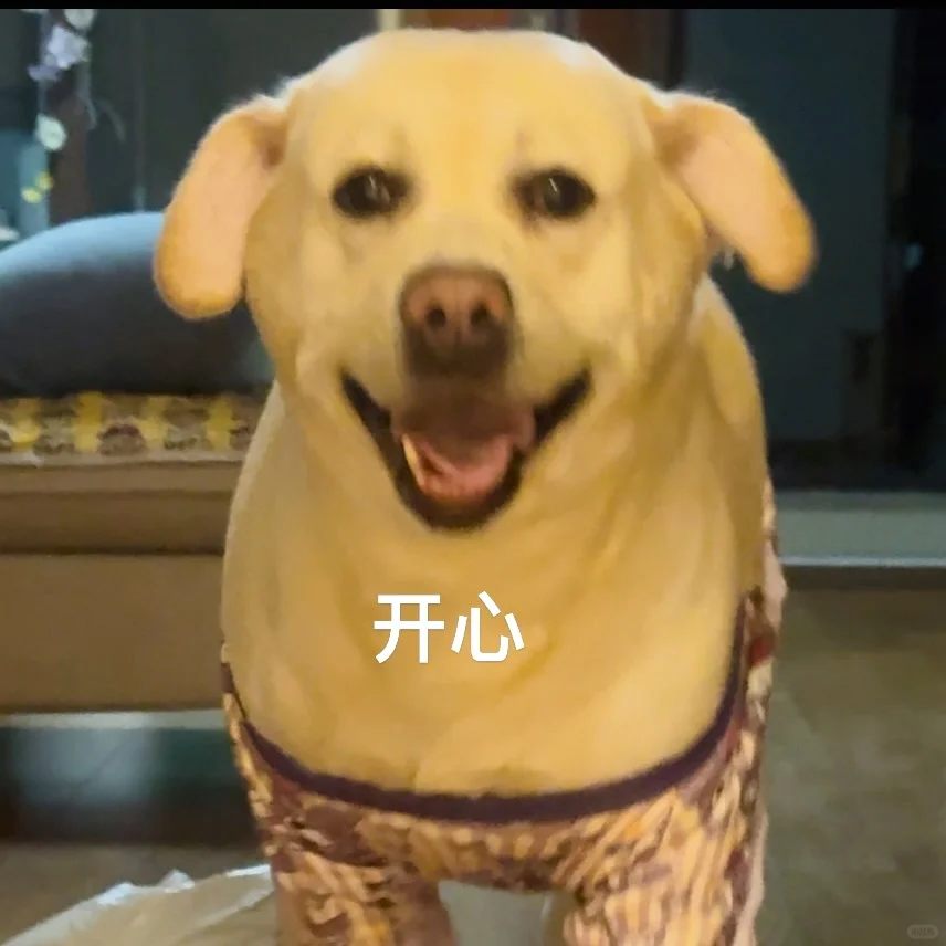 两副面孔的小猪