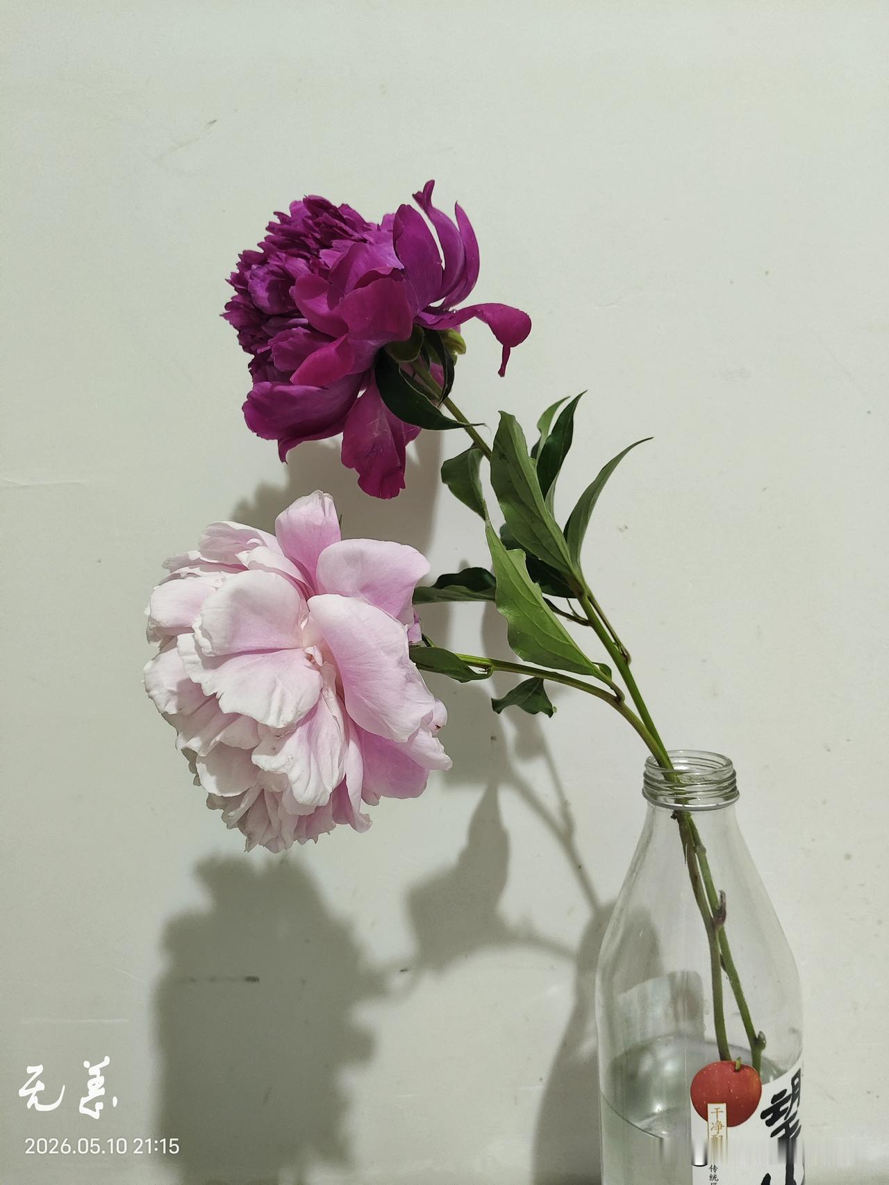 人生的最高境界就是趁年轻赶紧挣够钱，然后退隐江湖，寻个小院，养花种菜。
朋友的同