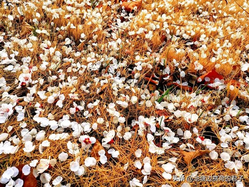 花开花落，最大的启发就是人生有起有伏，要坦然面对。花开时，是生命的绽放，为了这一