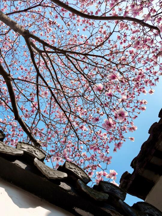 苏州玉兰花实况播报丨静思书院已美出天际❗