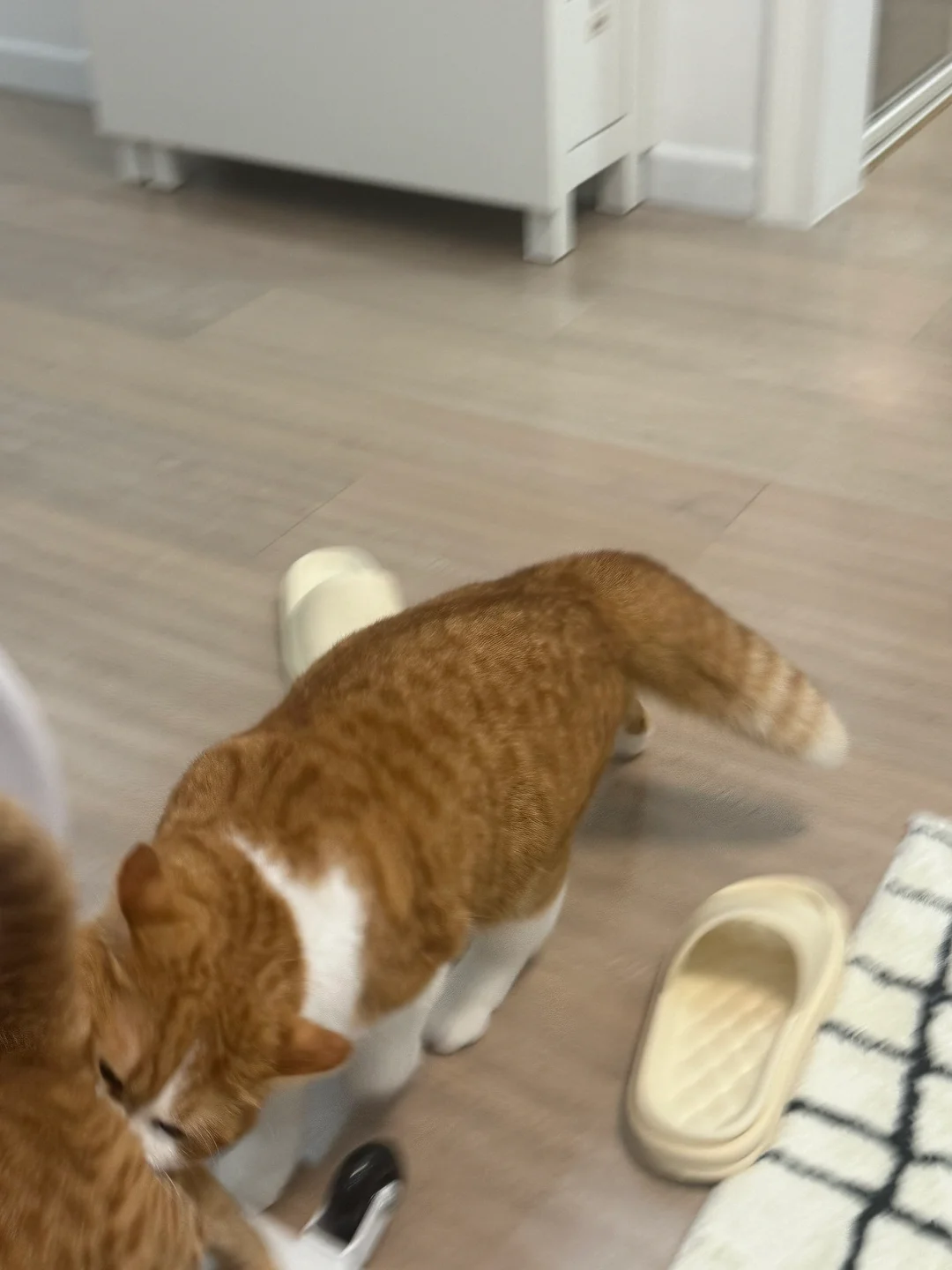 难道无🥚公猫真的对🥚有执念😅？