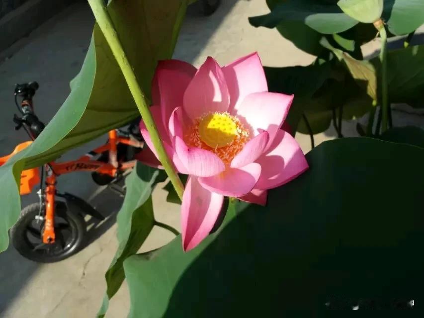 夏天转瞬即逝，转眼间秋意浓浓，感觉昨天还热的开空调，今天就要穿外套了，时间总是太