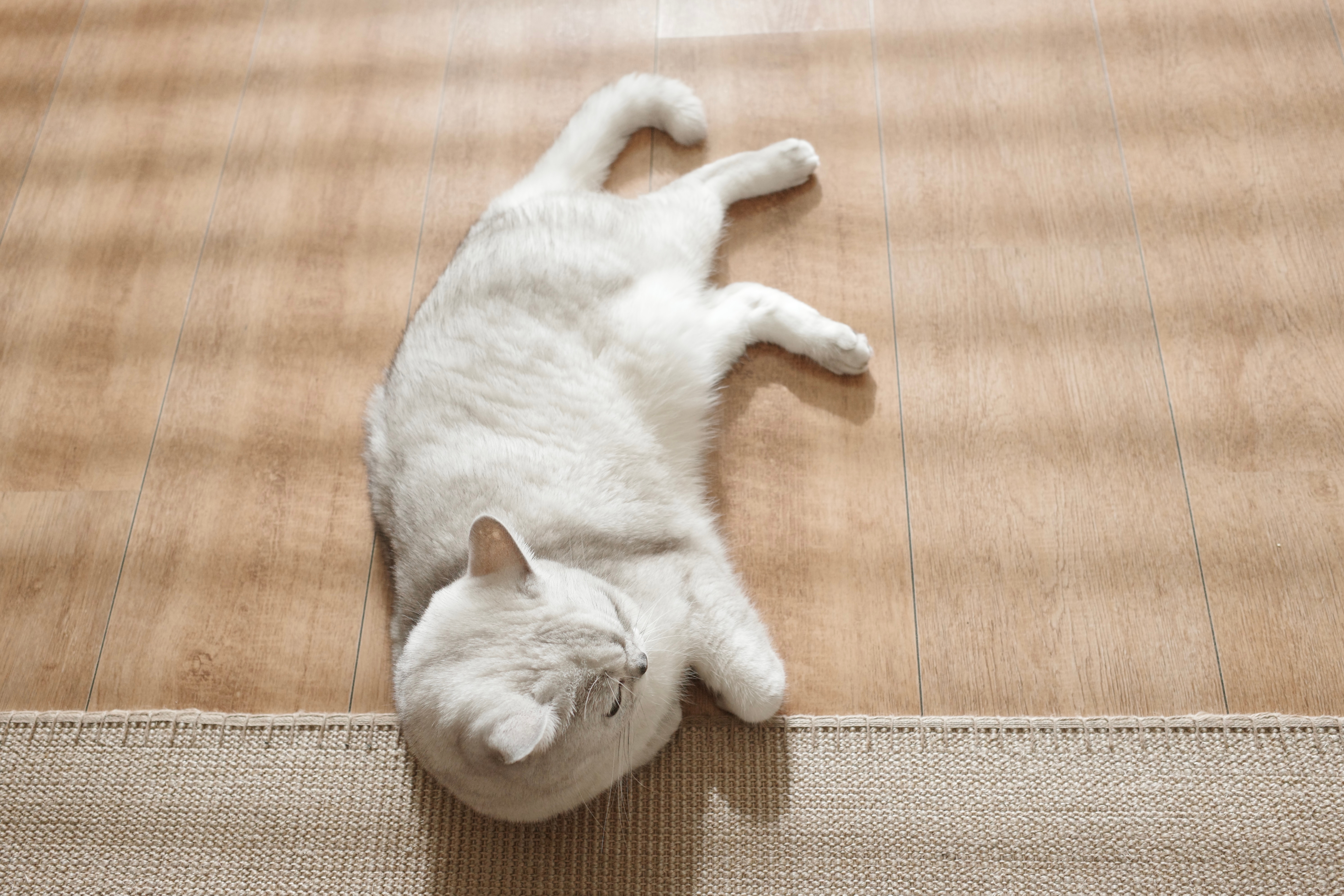 巴赫：明天情人节跟我有什么关系？巴赫表示：情人节不重要，重要的是罐头有没有准备双