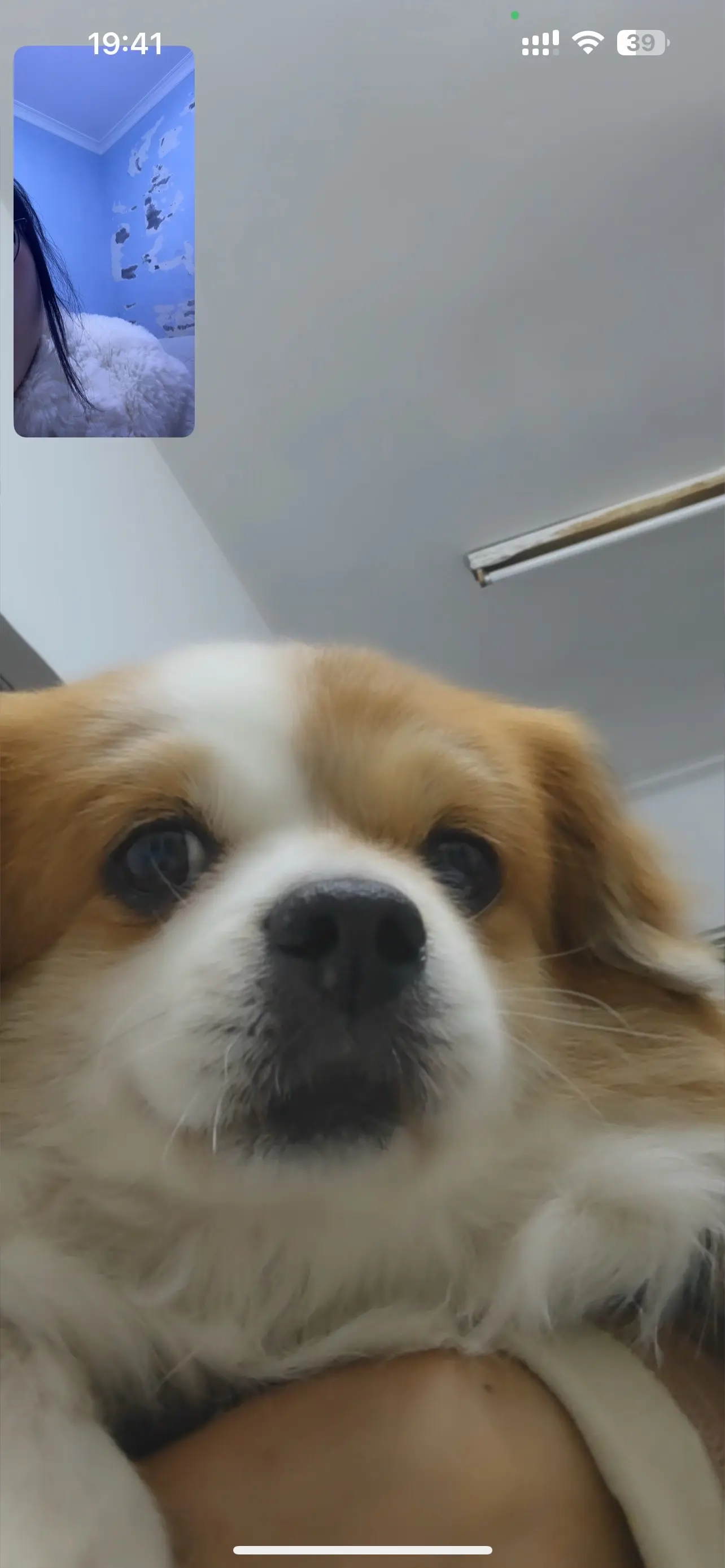 和小狗打视频。