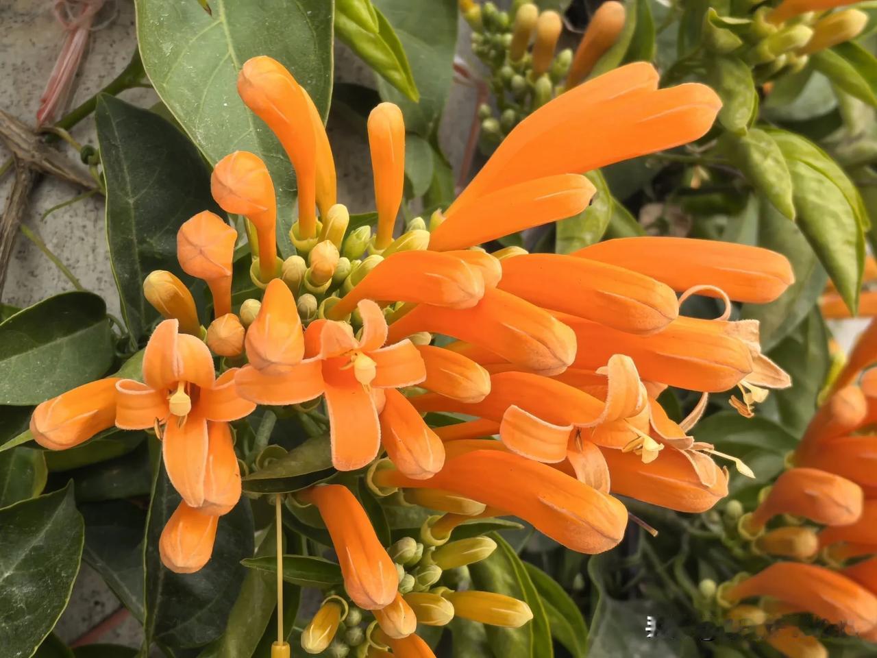 炮仗花是农村年节最美的装饰。橙黄热闹纷繁，绕着围墙盛开，一片喜庆气氛。爬满了墙的