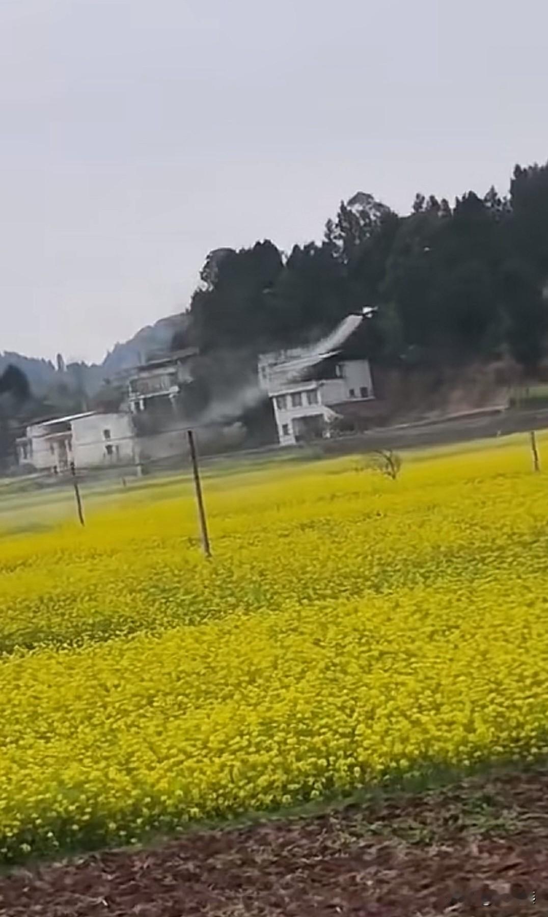 娃娃中午在学校连瓶免费的矿泉水都没有，现在油菜花开却要免费给我们田里打农药？
