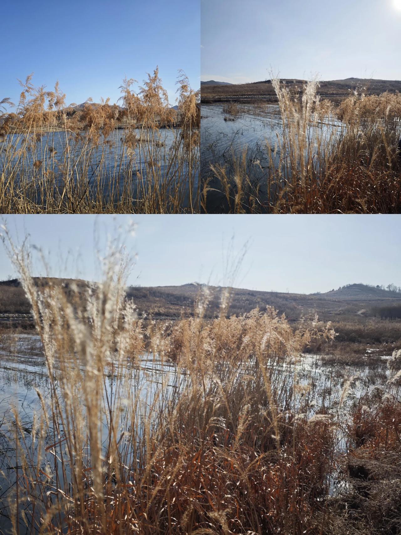 （一）
近水天更阔，
山远色未衰。
芦苇迎风起，
笑意向阳开。

   （二）