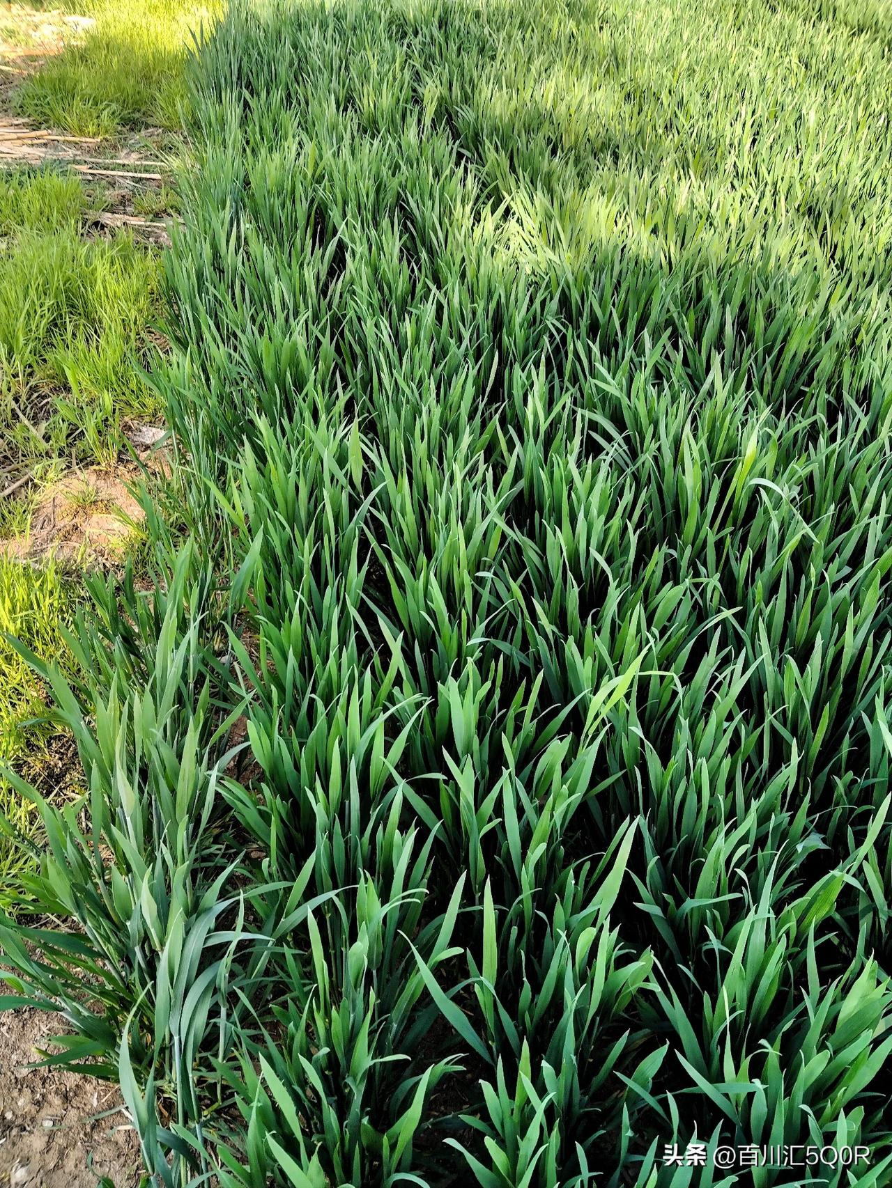 至于莴笋炒韭菜，在我所在的地方没有这个吃法。这是我的孤陋寡闻，知之为知之，不知为