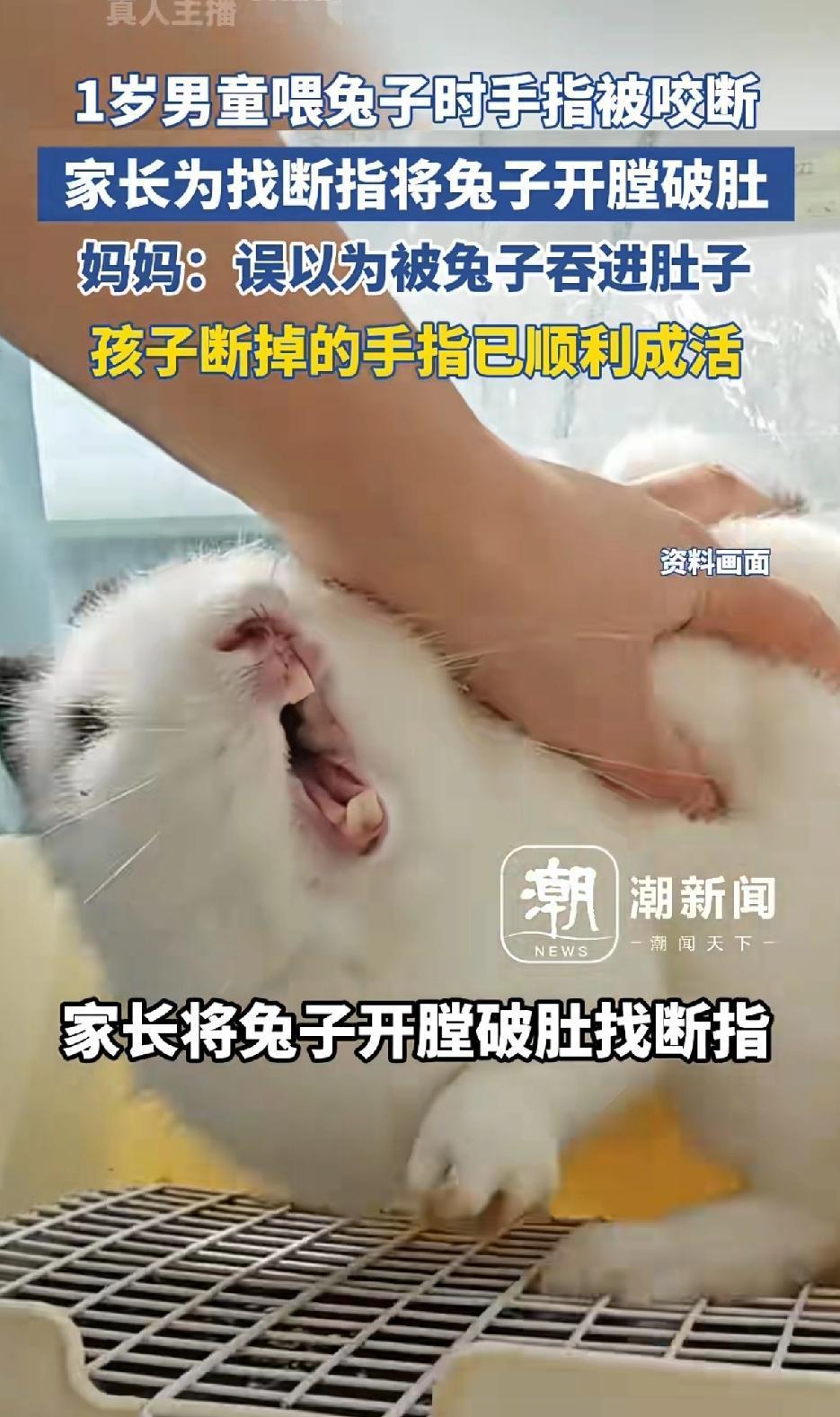 1岁男童喂兔子时手指被咬断，家长为找断指将兔子开膛破肚，并未找到断指。妈妈；误以