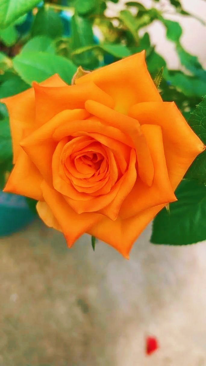 这款月季叫橙意，又名国王日。