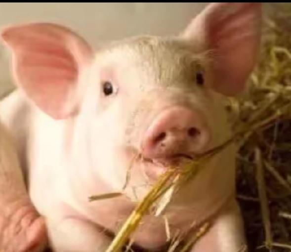 荷兰在中国的企业都有这些：1.联合利华2.阿斯麦3.荷兰皇家飞利浦4.荷兰全球人