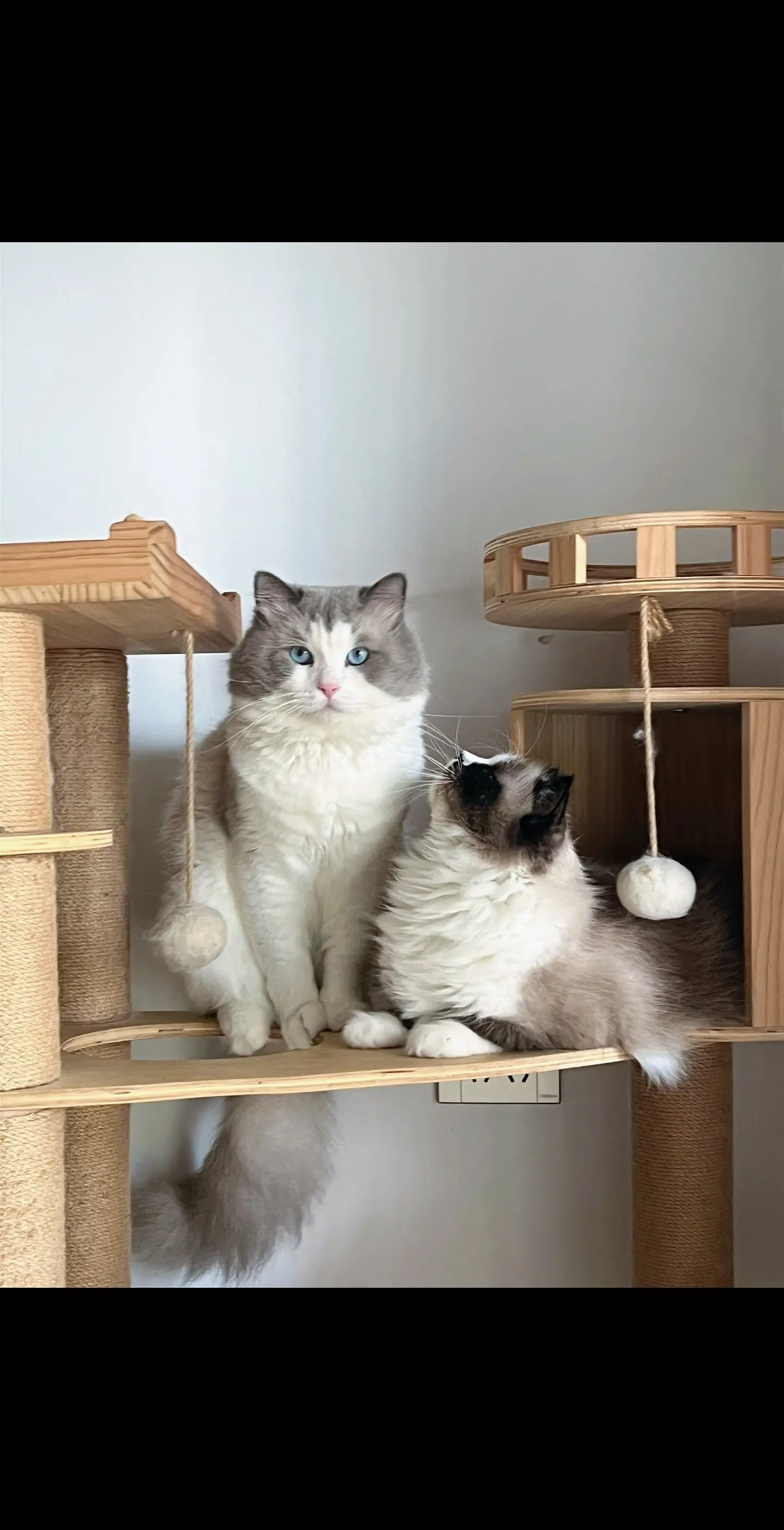小猫电台 祝你今天愉快≽(ᵔ꒳ ᵔマ≼