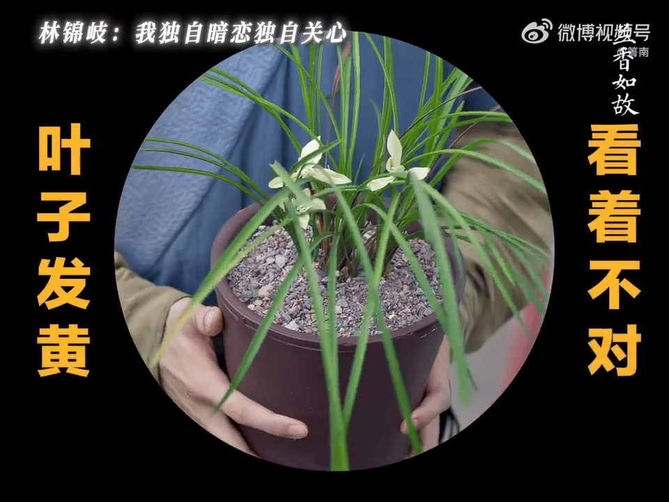 林锦岐暗恋是一个人的兵荒马乱兰香如故林锦岐满心牵挂，担心兰花的情绪快要溢出来，许
