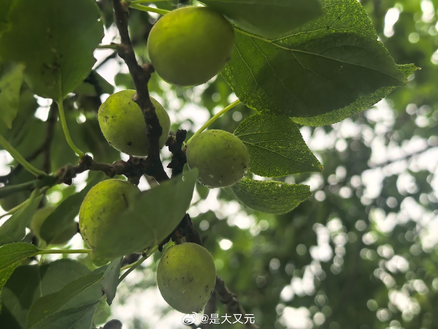 早上好，各位
