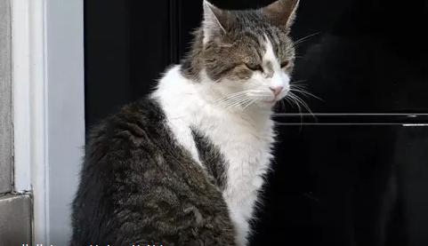 唐宁街10号有“猫王”坐镇，轻轻松松熬走6位草头王！

这只“猫王”叫拉里（La