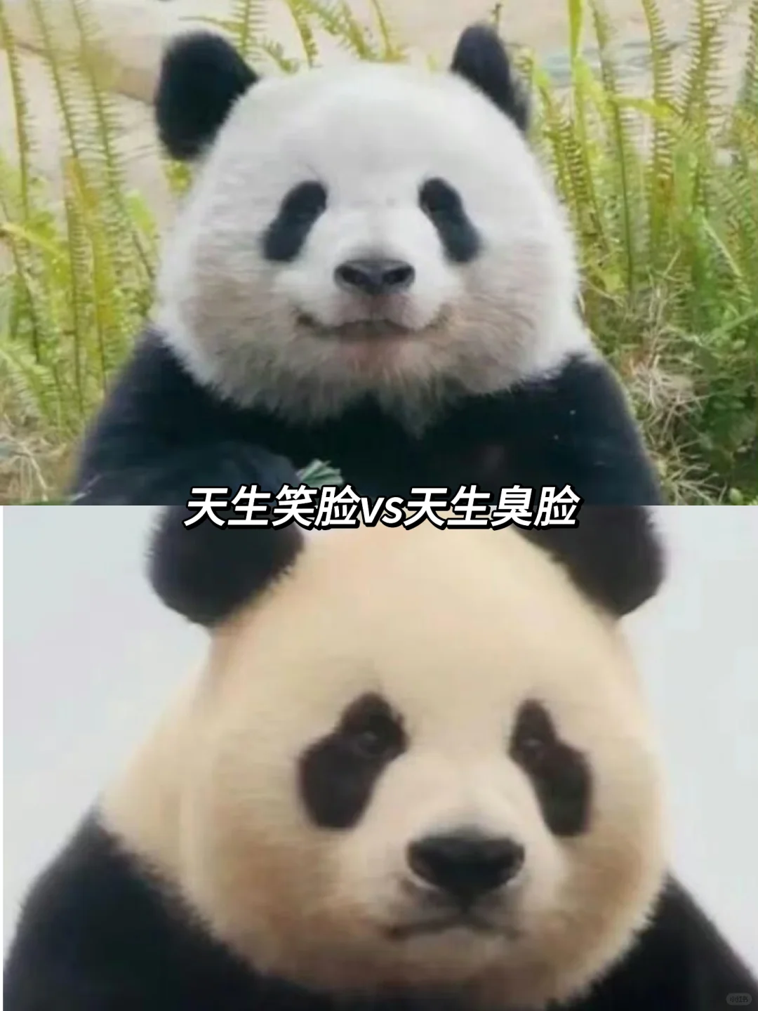 天生笑脸vs天生臭脸这一刻变得具象化了！