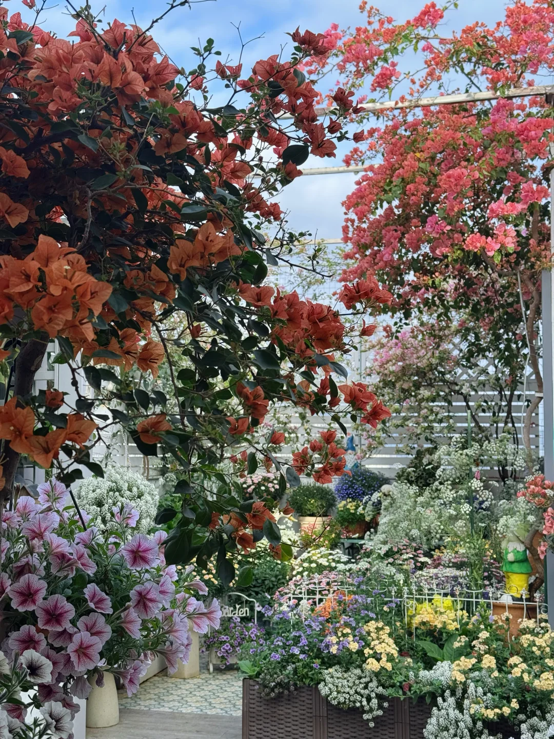 我的花都疯了，不要命的开😭