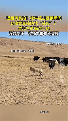 牦牛撞击野狼瞬间，野狼竟直接躺地“装死”？牦牛那一吨体重配上尖刀般的角，冲锋时像
