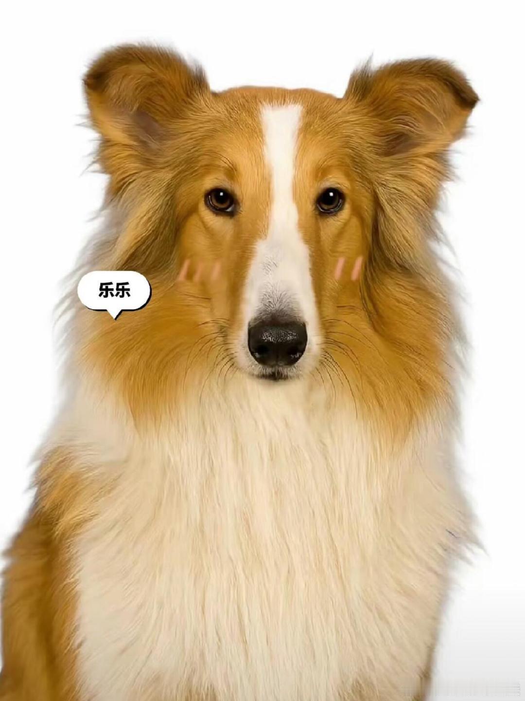 赵露思的家庭成员 