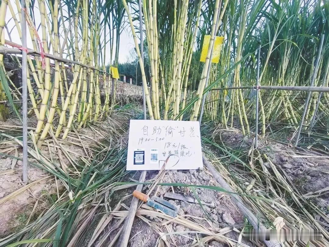 浙江，一“可偷甘蔗地”成打卡点，上百网友深夜体验，80后“地主”：已收偷款6千元
