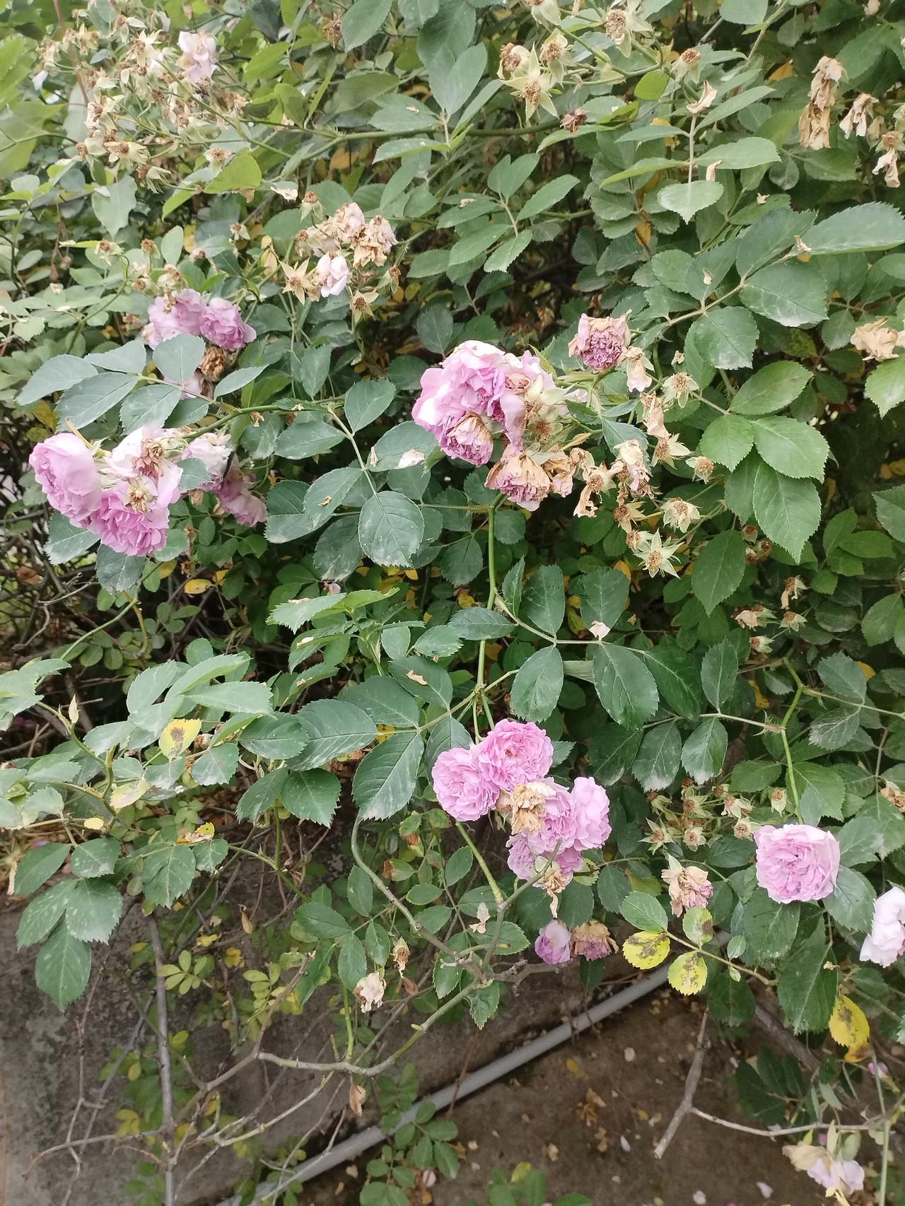 《以快乐为壤，育繁花之姿》

在养育的漫漫长途中，我们常陷于“快乐”与“成绩”的
