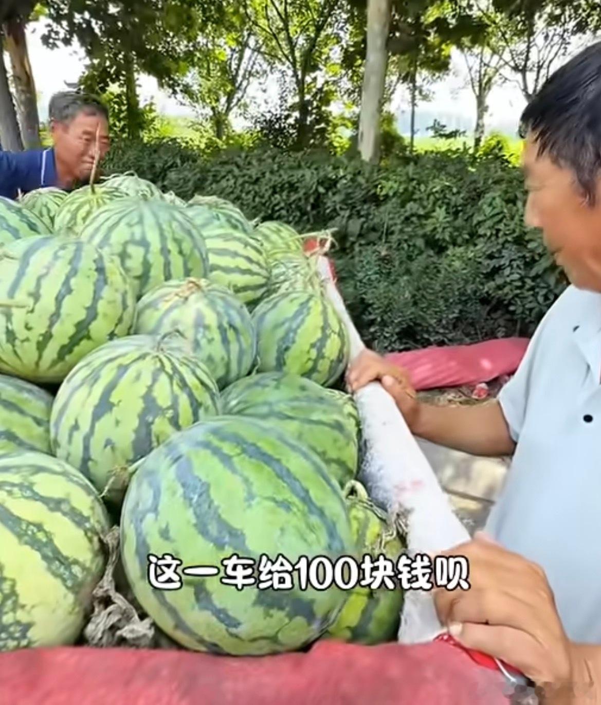 河南西瓜1400斤100元超市3块的西瓜吃不起河南3毛多西瓜卖不掉不知道哪个环节