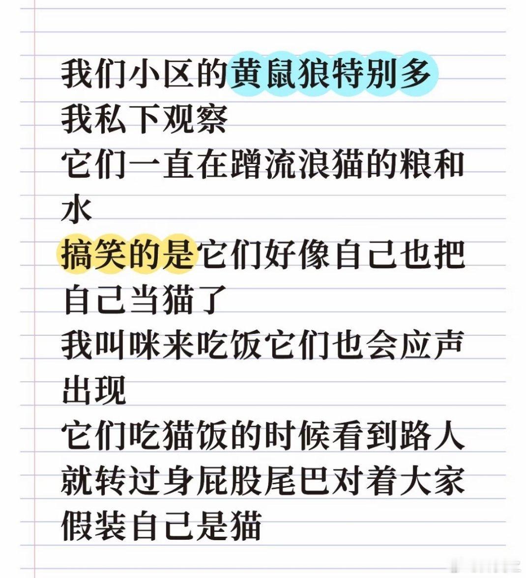 我们小区黄鼠狼和猫搭伙过日子，轮流出去狩猎，留下的那只照顾彼此的孩子 ​​​