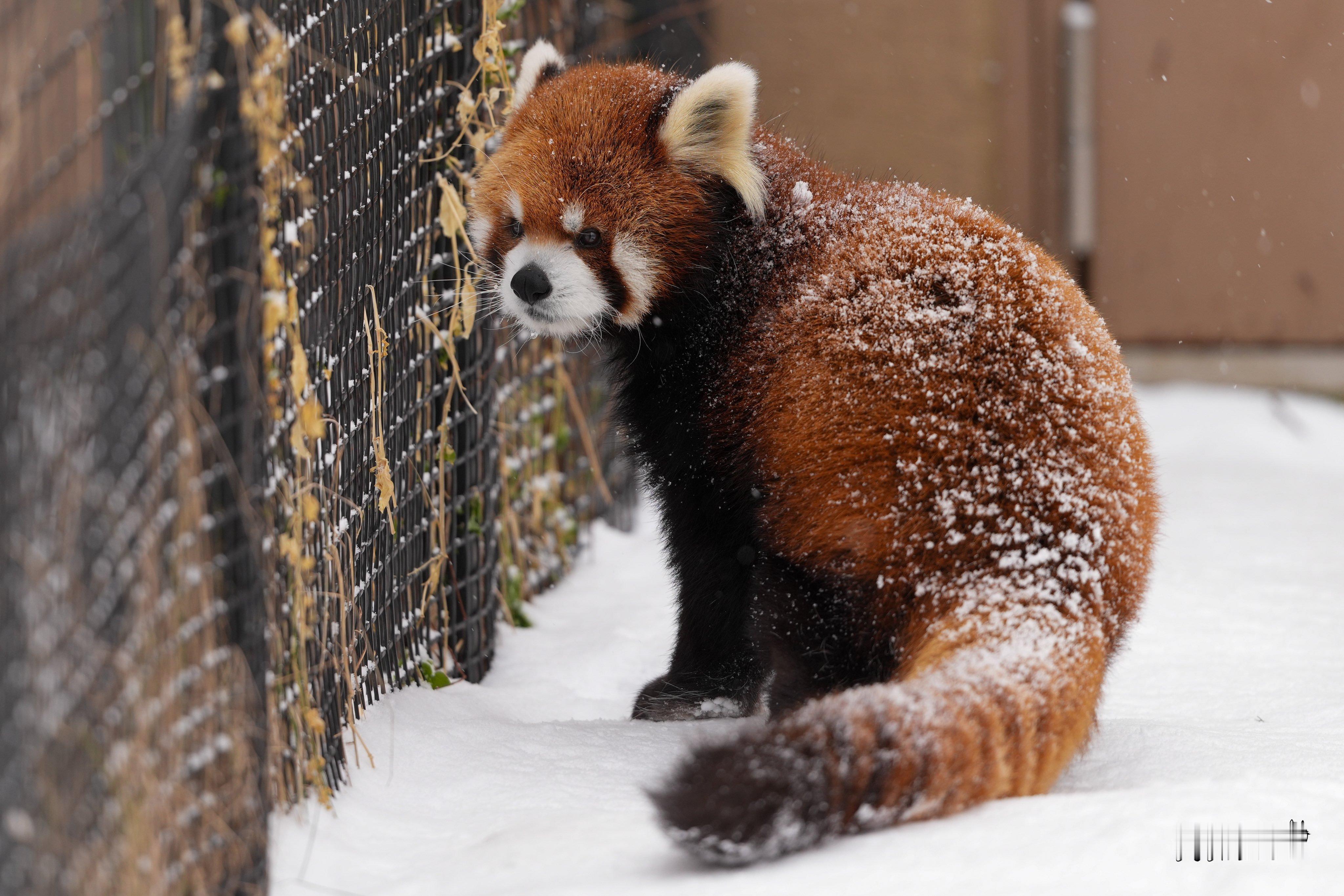 小熊猫老虎貉子雪豹 円山动物园的雪天~~【推：636b1h】 