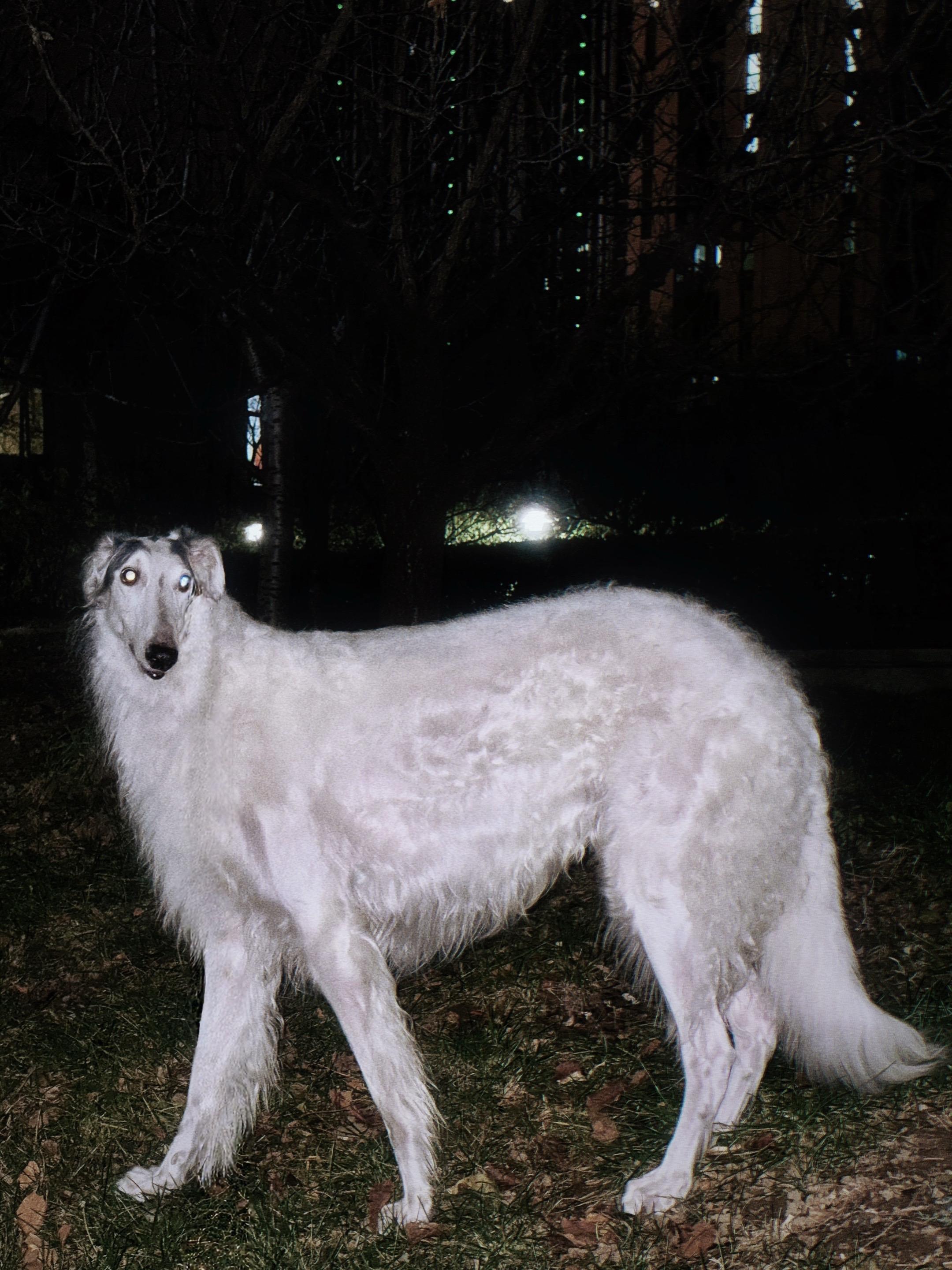 𝐁𝐨𝐫𝐳𝐨𝐢🧚🏻。