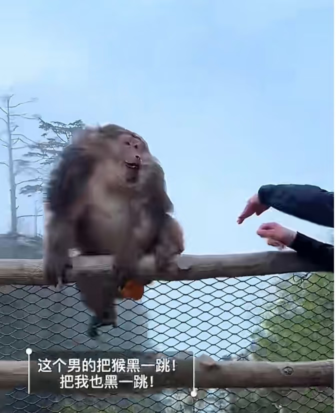 峨眉山景区通报男子猛推猴子在人类和峨眉山猴子之间，第一次站猴子，因为事件迎来了比