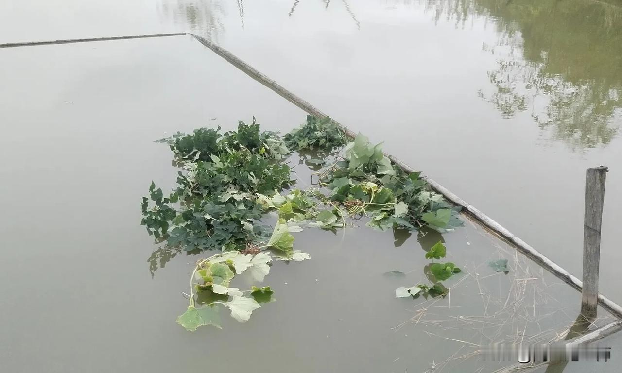 这是为什么啊？
这几天很忙，岳母住院，我来回来在东安县城和乡下老家穿梭。
有五天