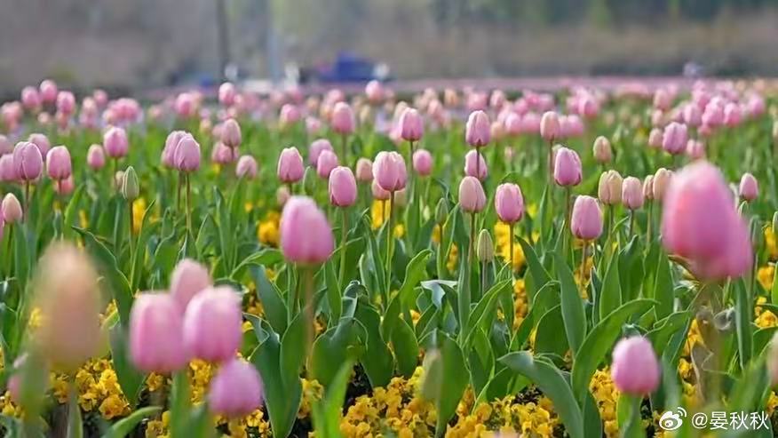 上海八大免费花海春天已到，魔都变身“花花世界”，郁金香、早樱、玉兰......百