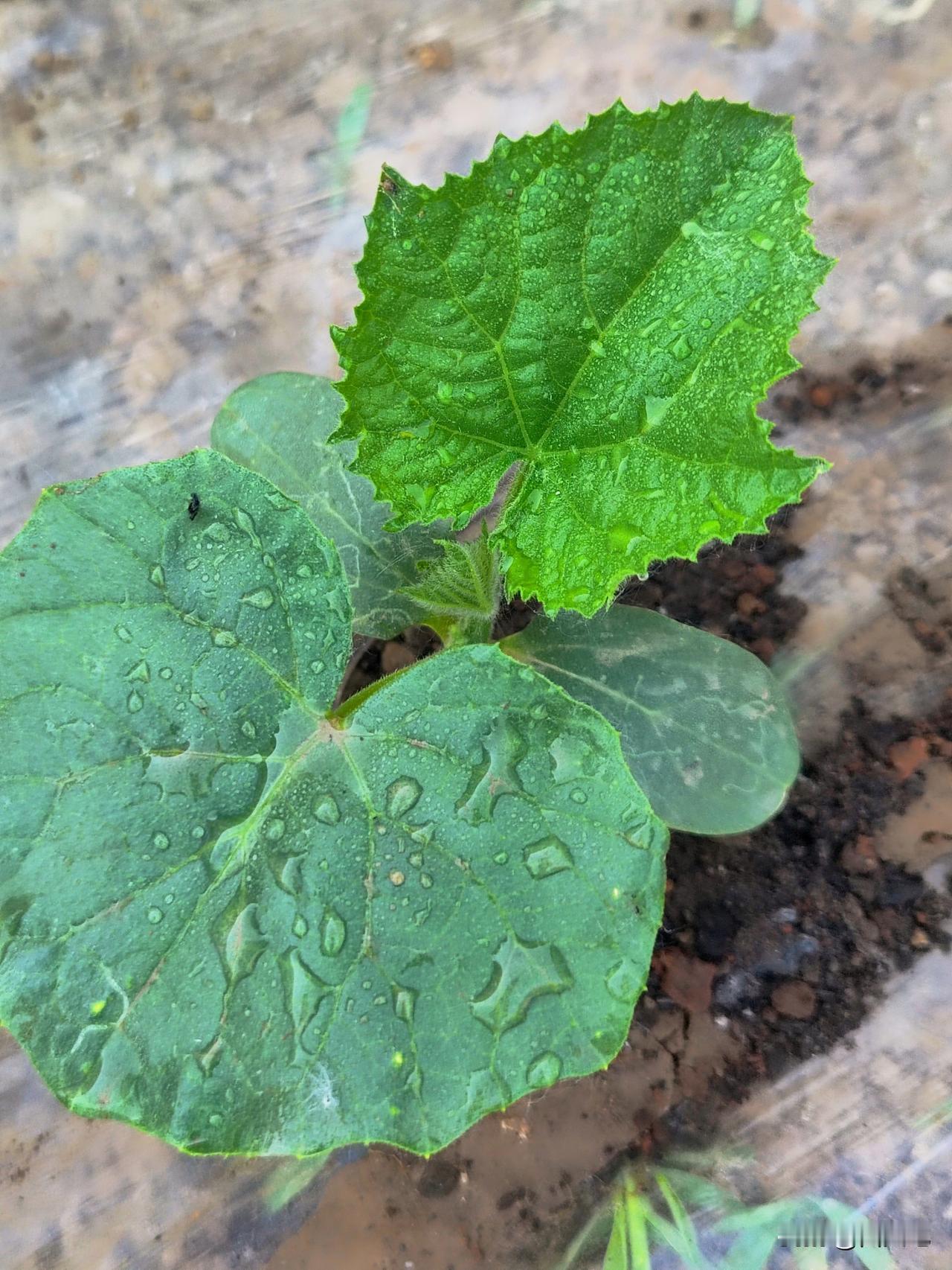 山东省天气预报，预告鲁西南地区小到中雨，局部地区有大雨，请注意防范。

天气预报