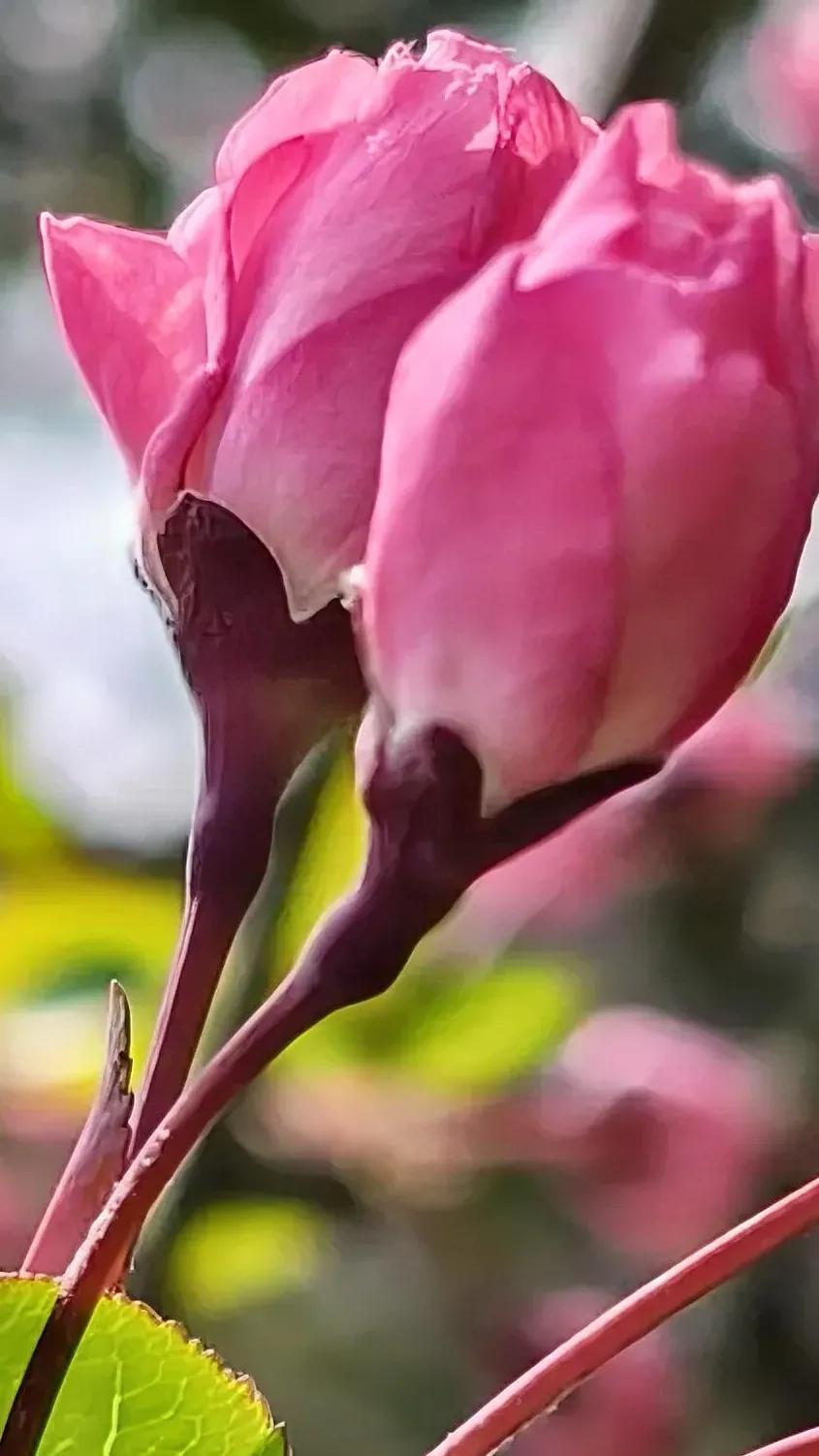 六十岁的我，退休已三年有余。退休后，我曾想就此躺平，也曾想过继续上班。经过内心的