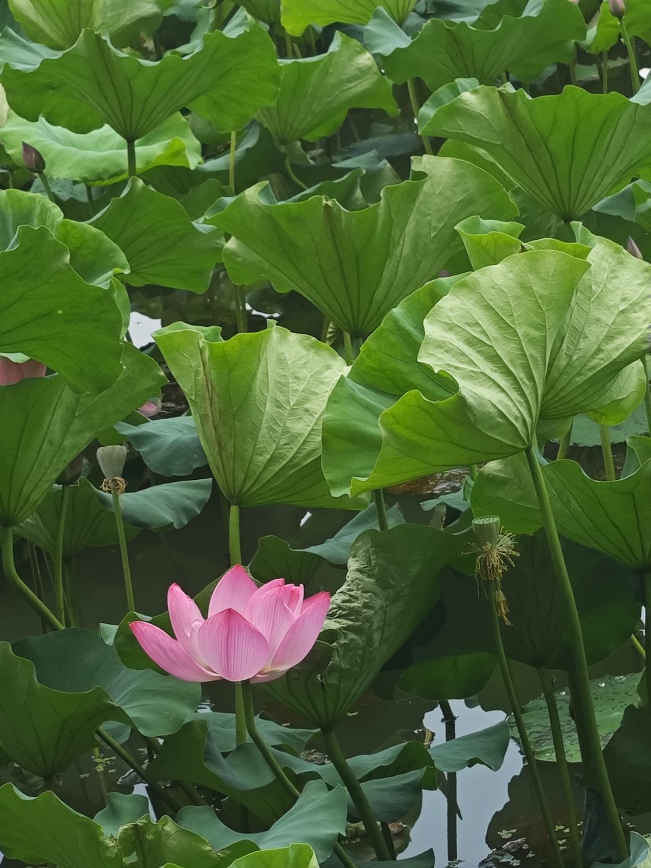 一生很短，
短到我们的青春，用来执着于梦想；
短到我们的后半生，悄然释怀；
短到