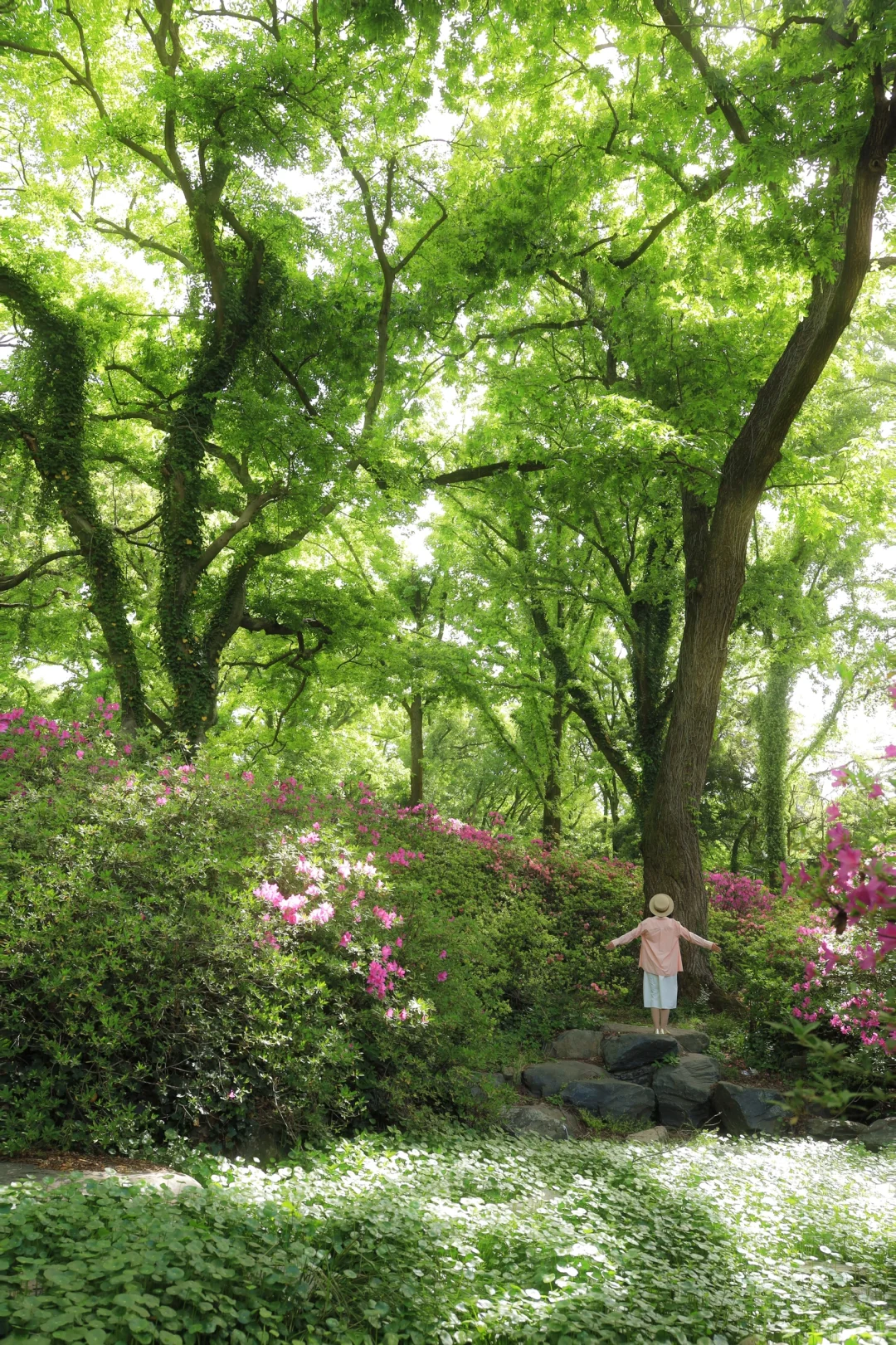 在武汉❗️90%人会忽略的绿野仙踪秘境🌿