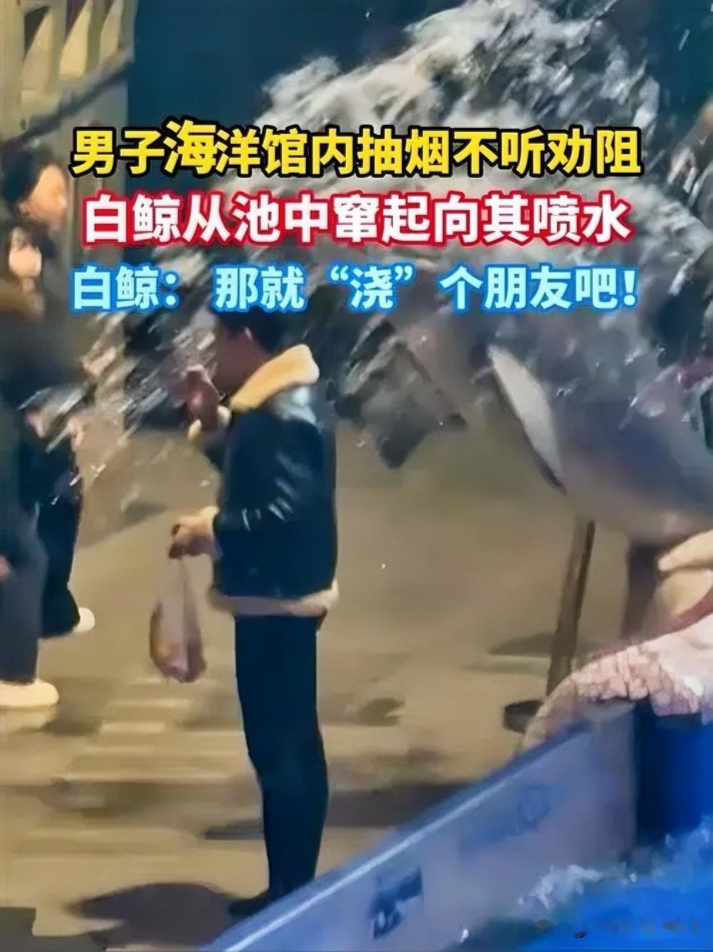活该！男子海洋馆抽烟，遭白鲸“怒喷”

近日，一男子在海洋馆内公然抽烟，全然不顾