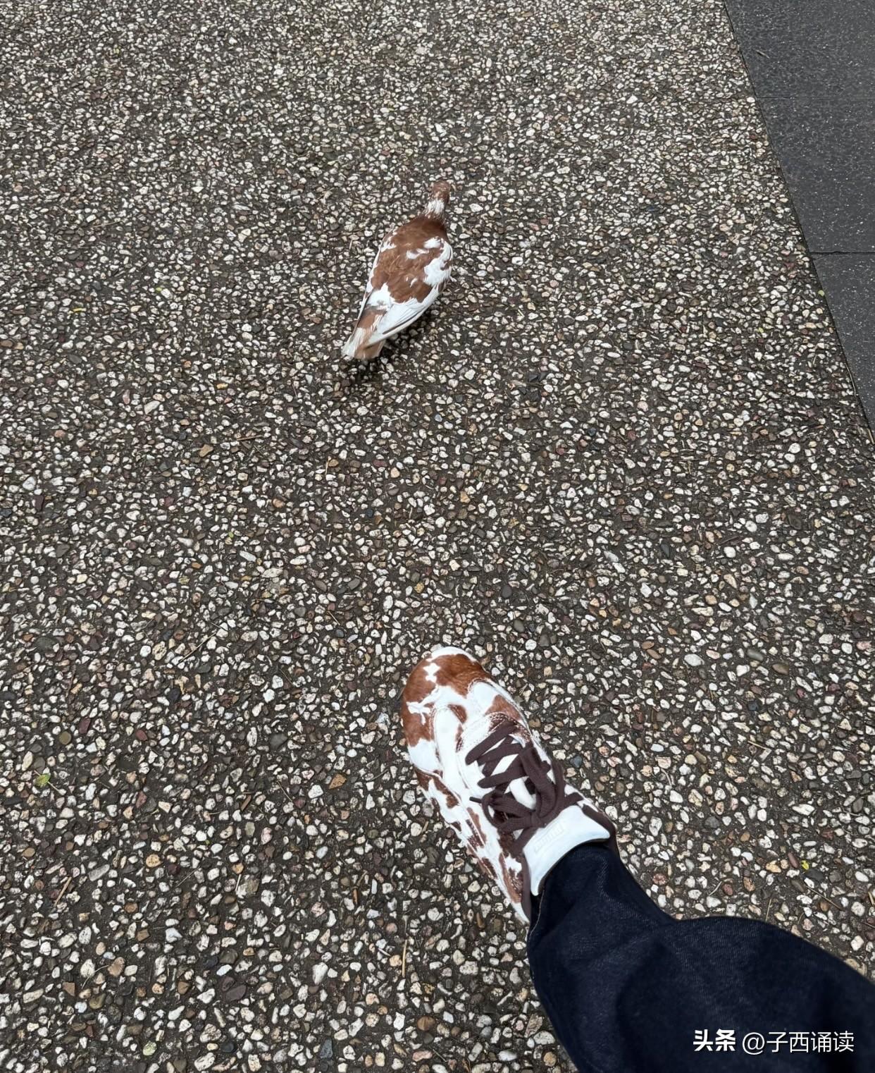 哈哈，原来这哥们穿了一双鸟鞋啊！