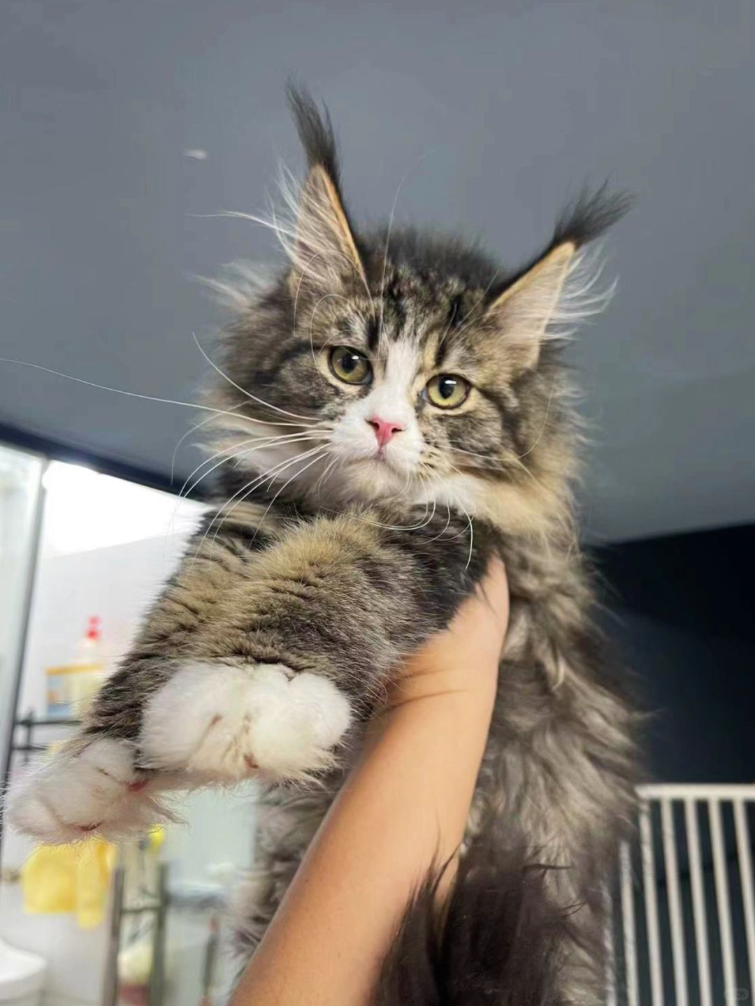 缅因｜棕虎加白缅因妹妹