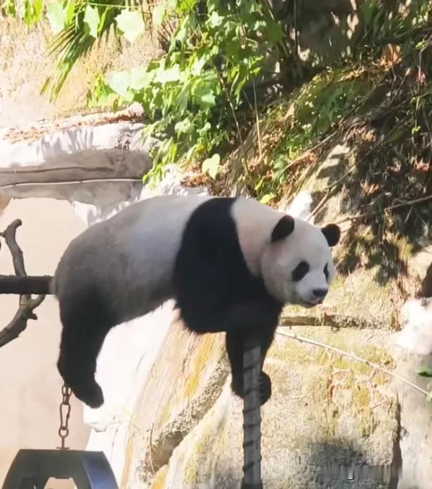 原来大熊猫也知道羡慕嫉妒，八卦小熊重重昨天看到可可生日会上有那么多好吃的还有鲜花