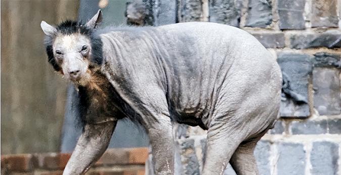 1973年，一头神秘野兽进入部队捕食，被哨兵当场射杀。

那年夏夜的神农架边缘军