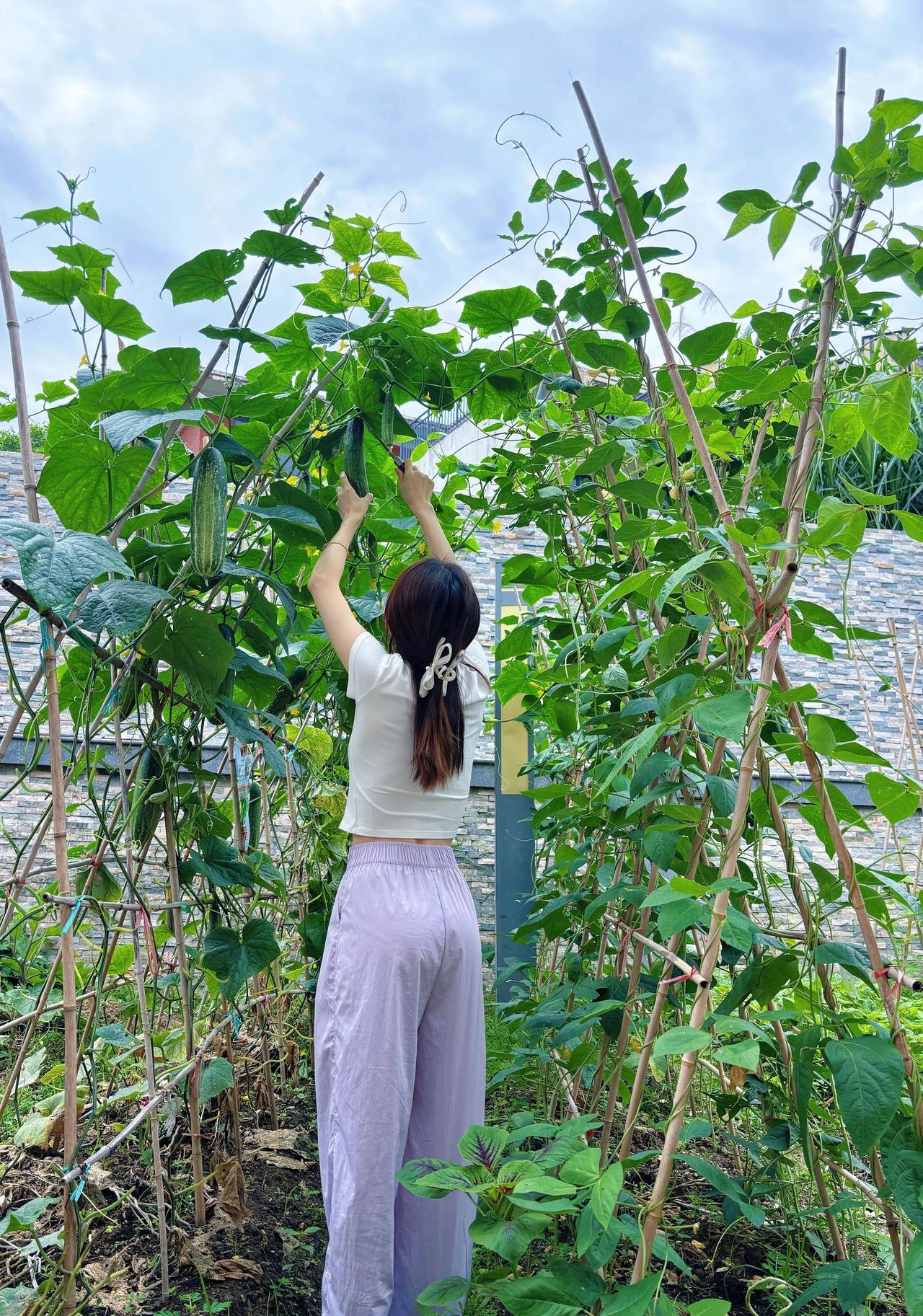 亲手采摘的黄瓜，绿色健康，美味可口！🌱🥒