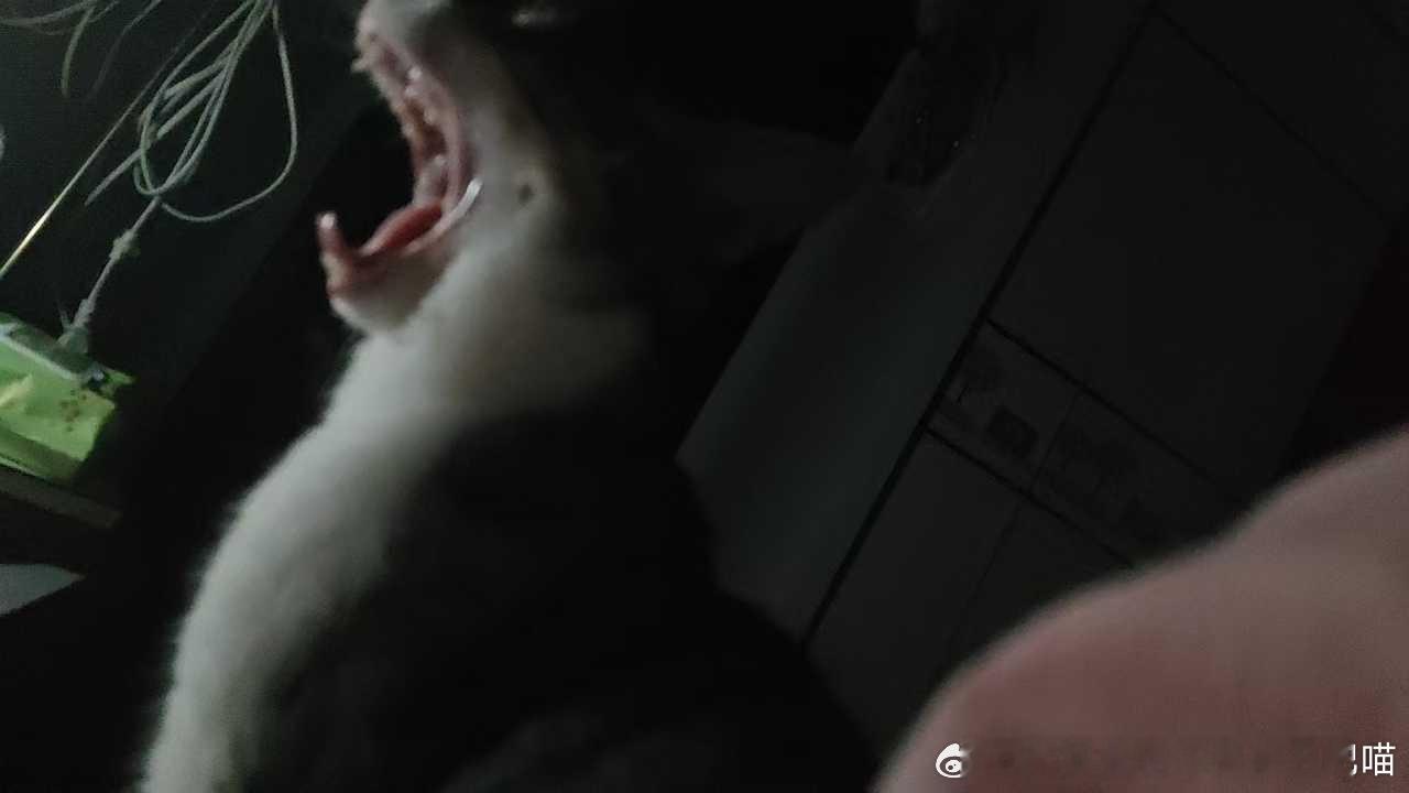 49410【丑猫】其实是毒液 