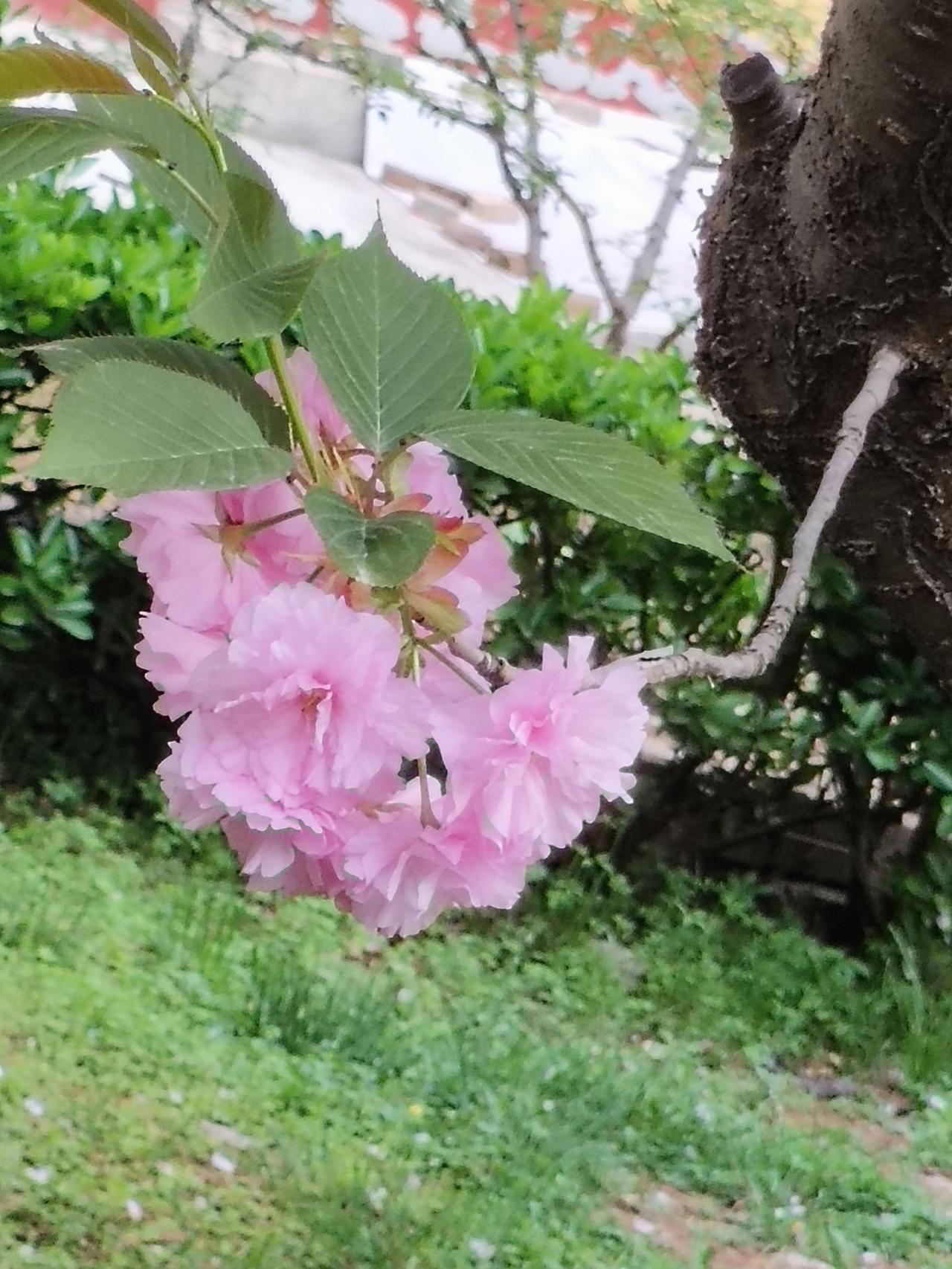 花朵🌺美图分享这一簇晚樱开得真好，层层叠叠的花瓣像揉碎的云霞，把春日最后的温柔